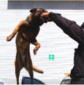 Unidades K9